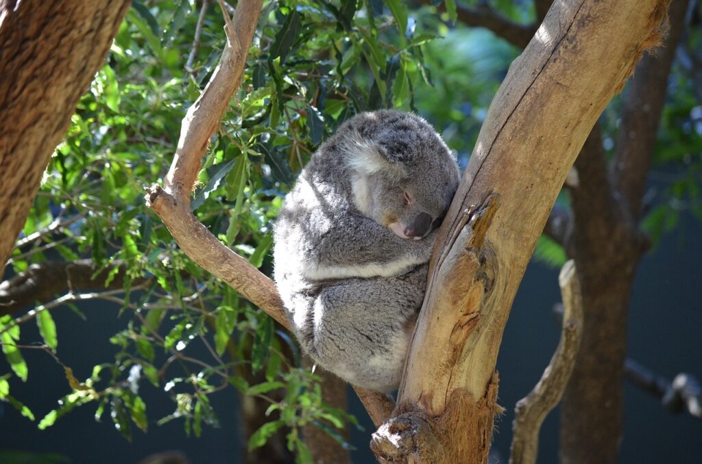 koala marsupial animal cute 2010177